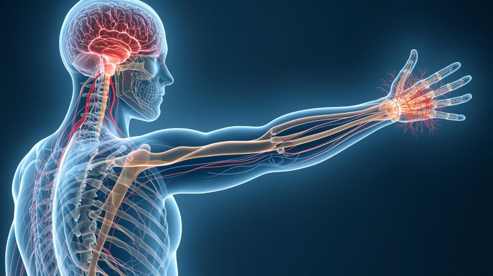 Tremori, formicolii, debolezza: quando il sistema nervoso periferico lancia segnali da non ignorare